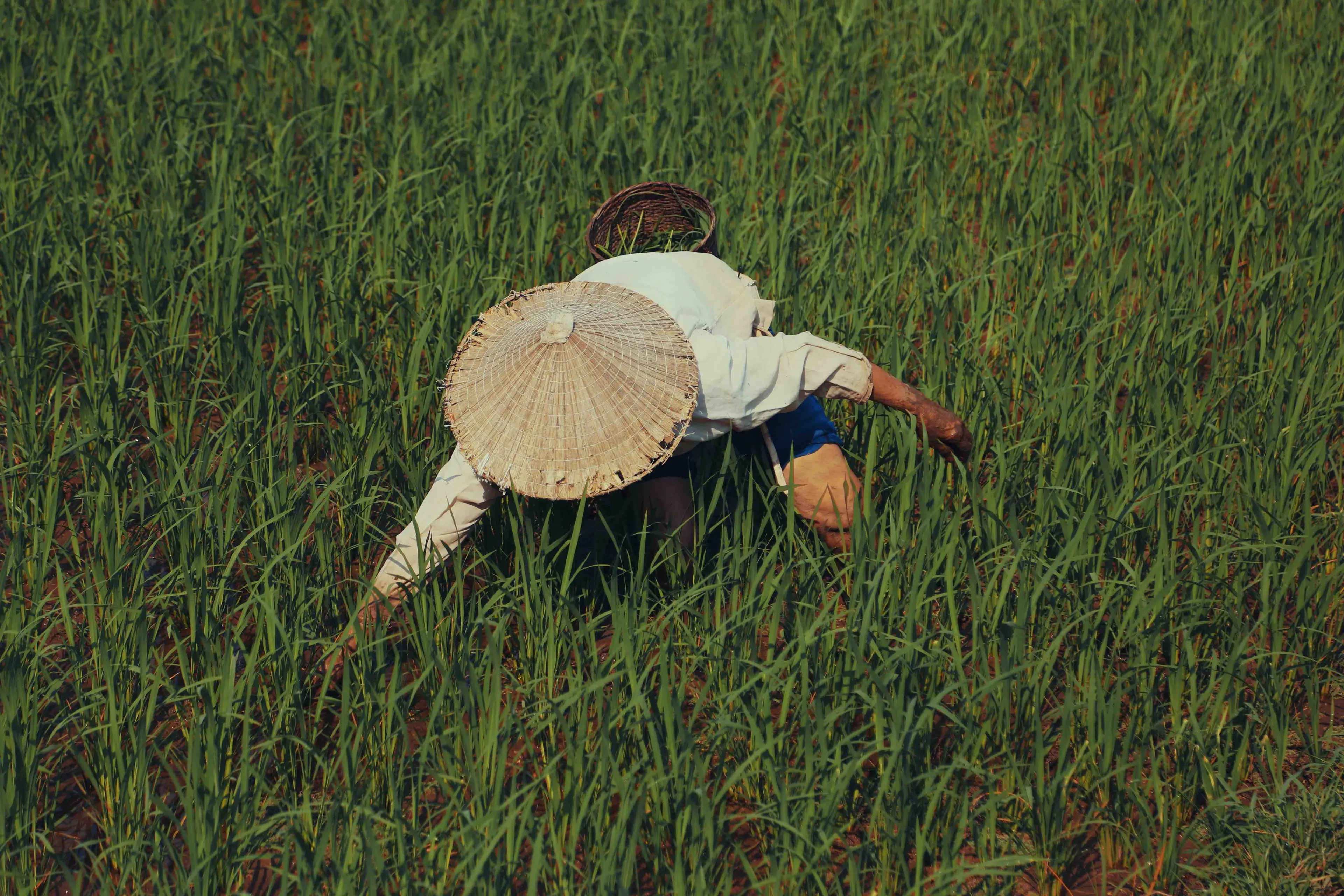 Farmer in Mai Chau 